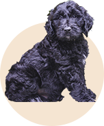 black goldendoodles for your family