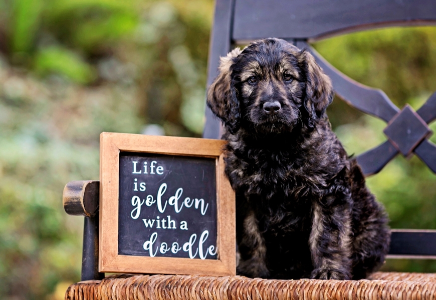 Goldendoodles Are Friendly Pets