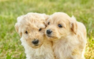 Are Goldendoodles Better in Pairs