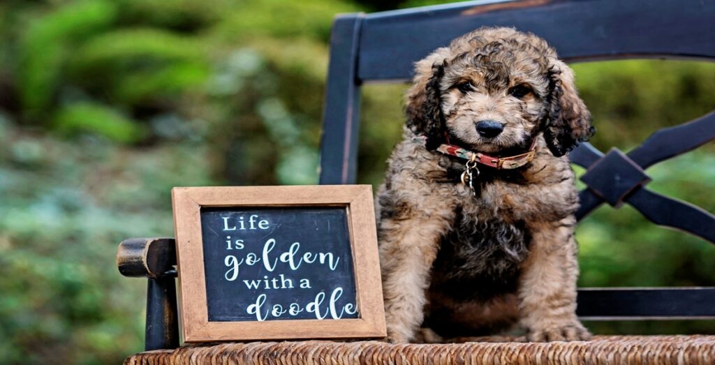 Goldendoodle-Life is golden with a doodle
