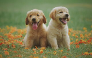 Early Neurological Stimulation for Puppies