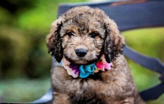 Best Goldendoodle Haircuts