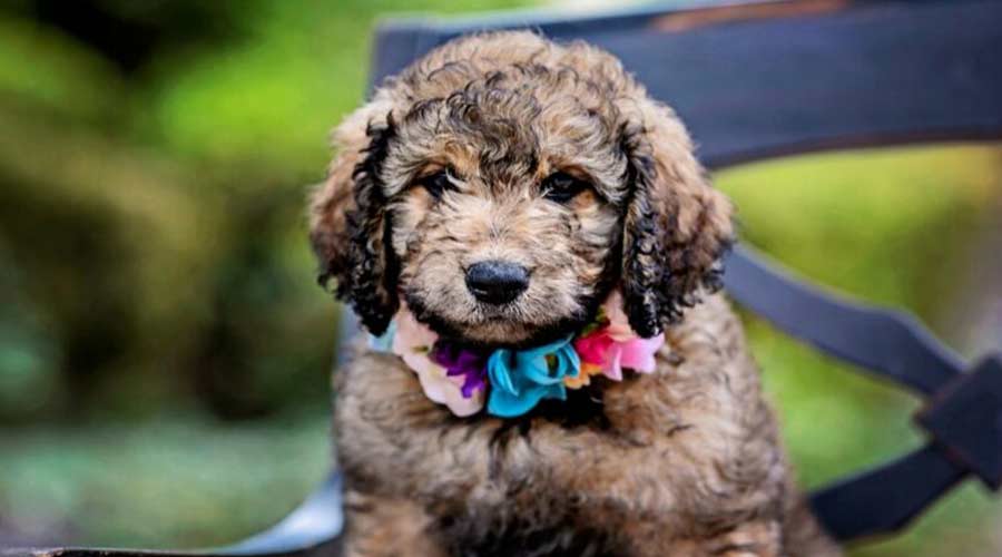 Why Goldendoodles May Not Be As Good As Other Family Dogs