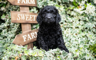 Types Of Goldendoodle Colors And Patterns