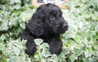 How to Stop Goldendoodle from Barking