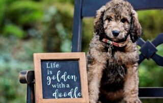 Ultimate Guide to Goldendoodle Sizes