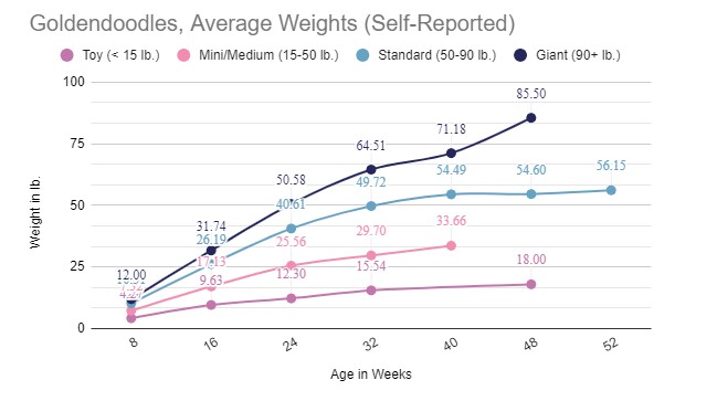 Goldendoodles Average Weight Chart