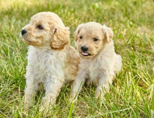 When do Goldendoodles stop teething?