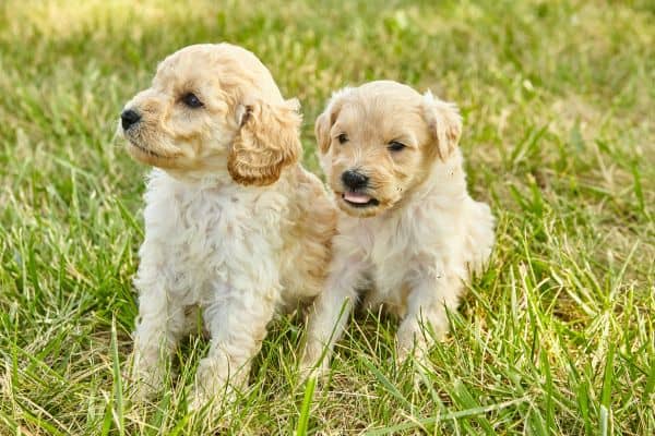 when do goldendoodles stop teething