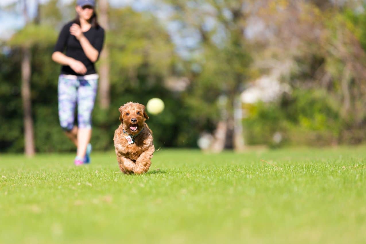 Sporty and Athletic Goldendoodle