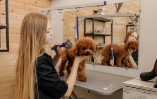 Why Should You Brush Your Goldendoodle