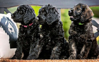 Goldendoodle Temperament