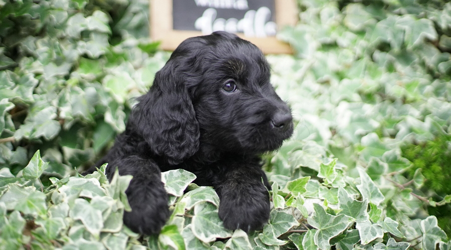 what is the lifespan of a goldendoodle