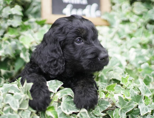 How to Groom Your Goldendoodle – 7 Easy Steps to Get Started Grooming