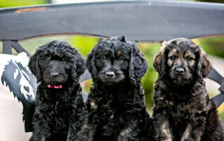 Differences between Goldendoodle and Labradoodle