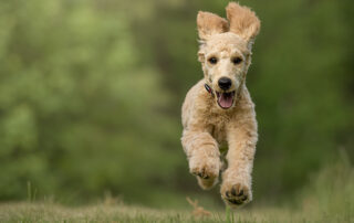 how much exercise does a goldendoodle need per day