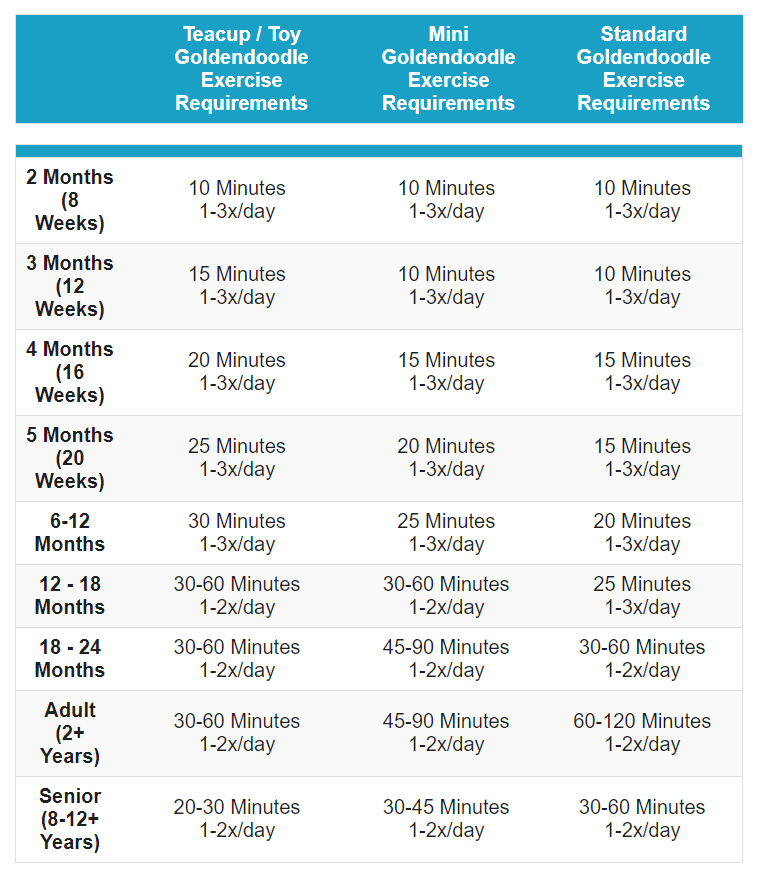 how much exercise does a Goldendoodle need by their ages and breeds