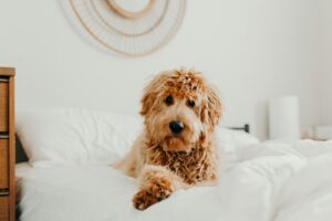 Are Goldendoodle Hypoallergenic