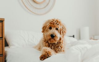 Are Goldendoodle Hypoallergenic