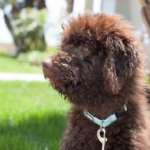 Chocolate Brown Goldendoodle