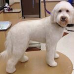 Goldendoodle Lamb Cut