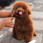 Goldendoodle Poodle Cut