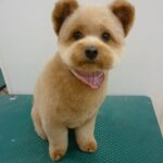 Goldendoodle Teddy bear Cut