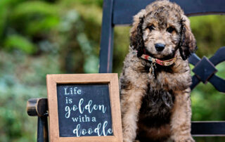 How Owning a Goldendoodle Can Make Your Life Easier