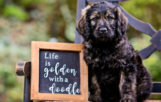 Tips for Socializing Goldendoodle Puppies