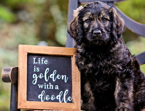 Tips for Socializing Goldendoodle Puppies