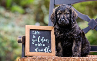 Goldendoodle Obedience Training