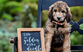 Pawesome Goldendoodle Facts You Might Not Know