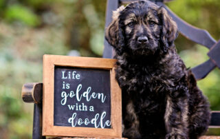 What to Look for to Choose the Right Goldendoodle Breeders