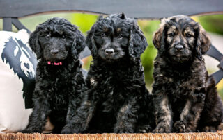 Tips for Goldendoodle Puppy Care