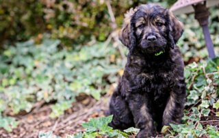 Top 5 Goldendoodle Traits