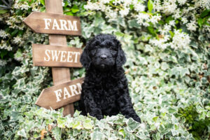 Goldendoodle puppies