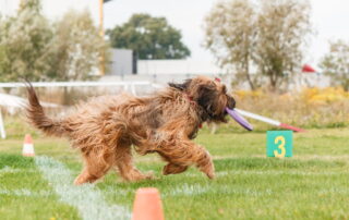 Are Goldendoodles Easy to Train