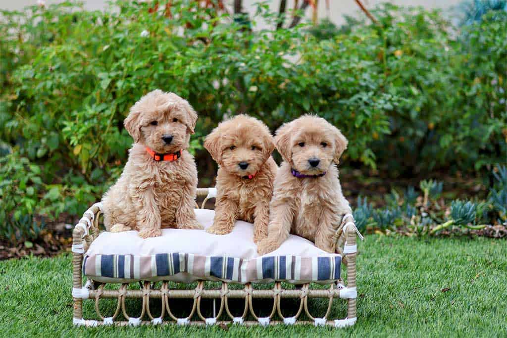 Goldendoodles are Tolerant