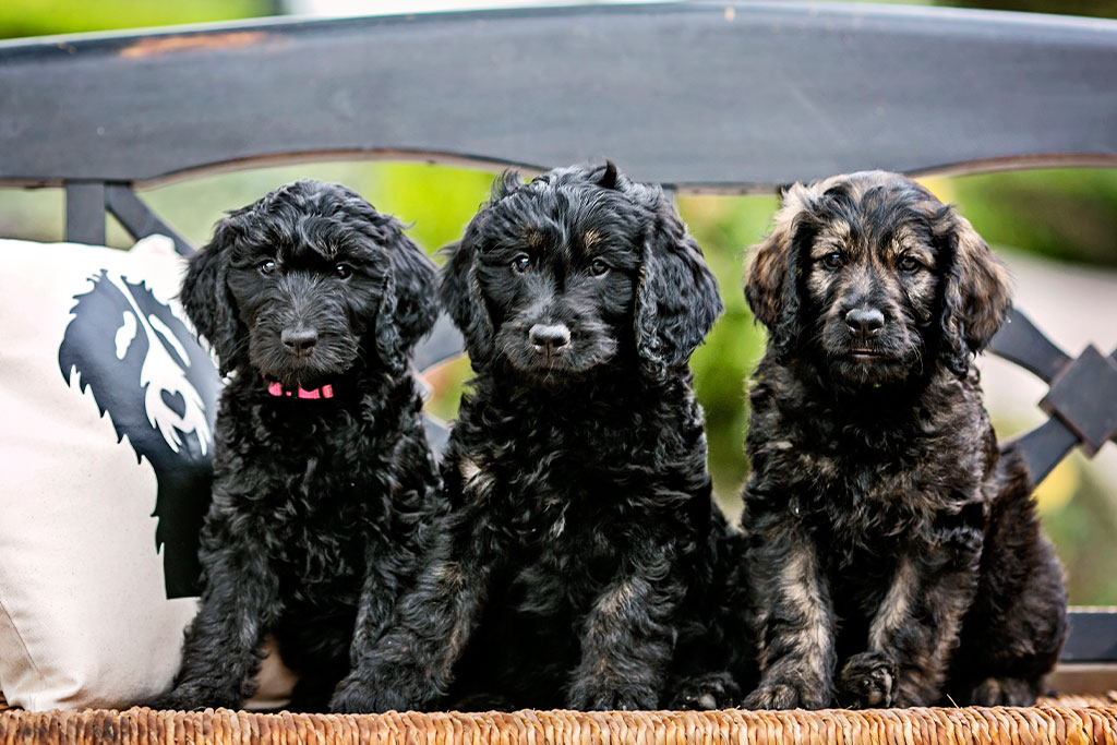 What is the F1 Goldendoodle?