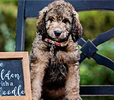 Choosing the Goldendoodle