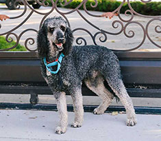 Goldendoodle’s Best Toys