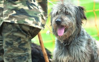 How Goldendoodle Facility Service Dog Helps Crime Victims