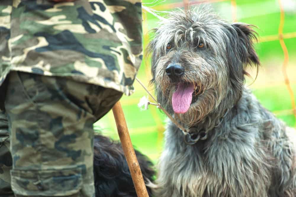 How Goldendoodle Facility Service Dog Helps Crime Victims