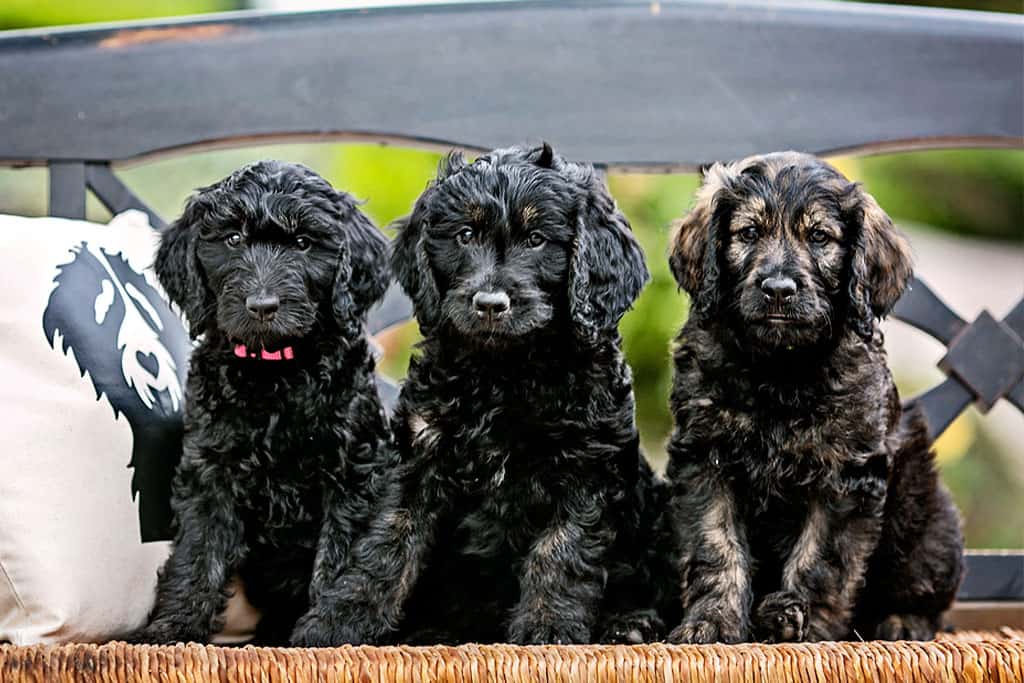 Goldendoodles are required to do in court