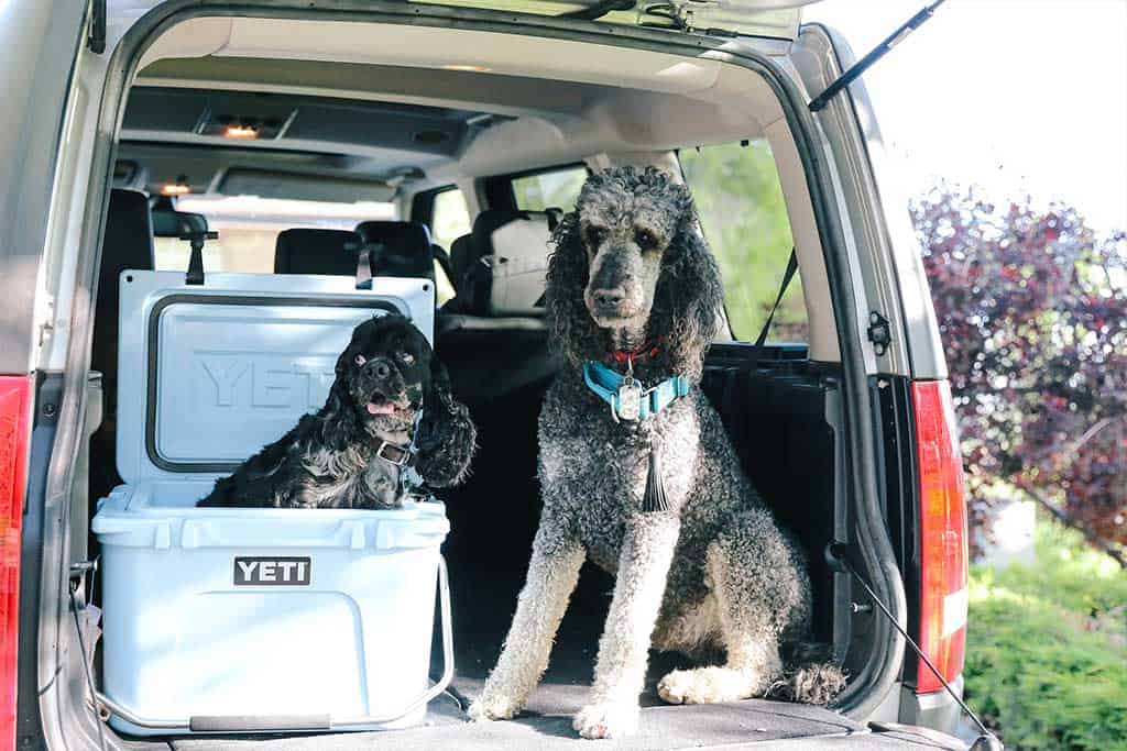 Requirement of a Harness, ID Card, or Vest for the Service Goldendoodle to Fly