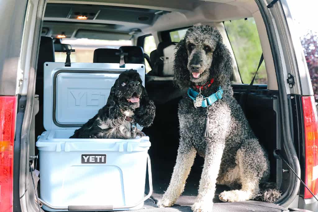 Therapy dog training for juvenile court