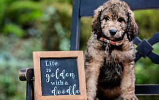 How to bell Train a Goldendoodle