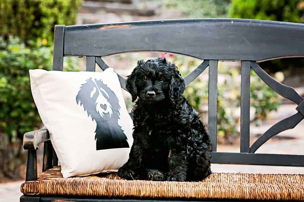 Goldendoodle and furniture