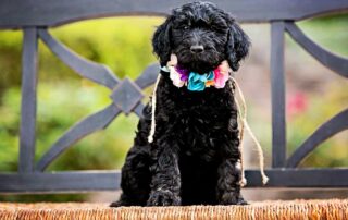 How to get rid of tear stains on Goldendoodle