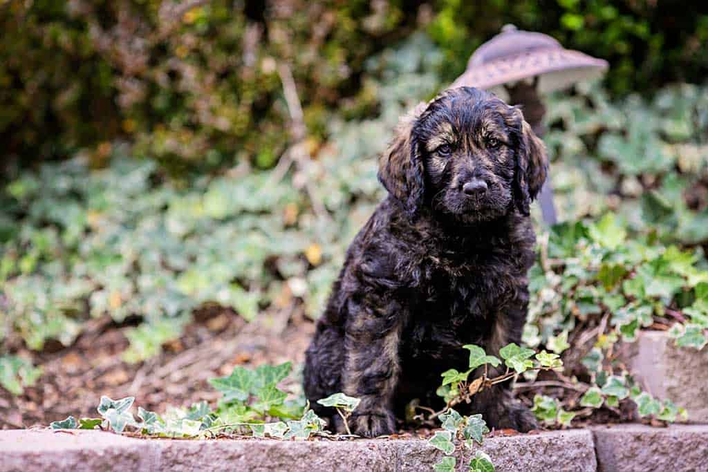 Give timeouts when necessary to Discipline your Goldendoodle Puppy